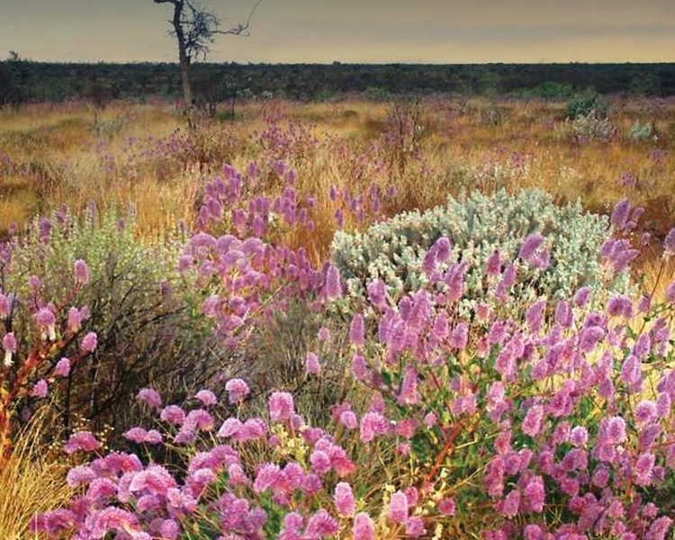 Wildflowers at Karijini National Park - image courtesy of APT.