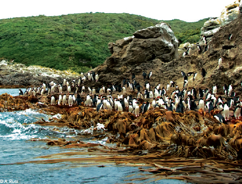 Sub Antarctic Island Wildlife